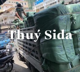 LÔ HÀN QUỐC MANH BÔNG MAI (HJ)
