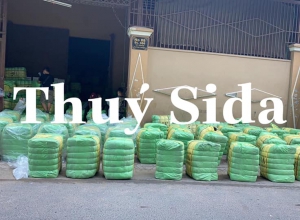 NGÀY MAI THỨ 7 (3/4)...THUÝ CHO VỀ LÔ HÀN QUỐC MANH (SK) NHÁ MỘI NGƯỜI...